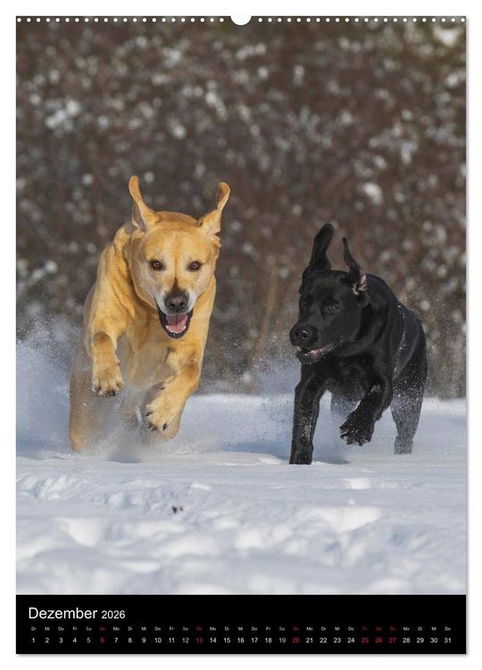 Produktbild: Faszination Labrador Retriever (hochwertiger Premium Wandkalender 2026 DIN A2 hoch), Kunstdruck in Hochglanz