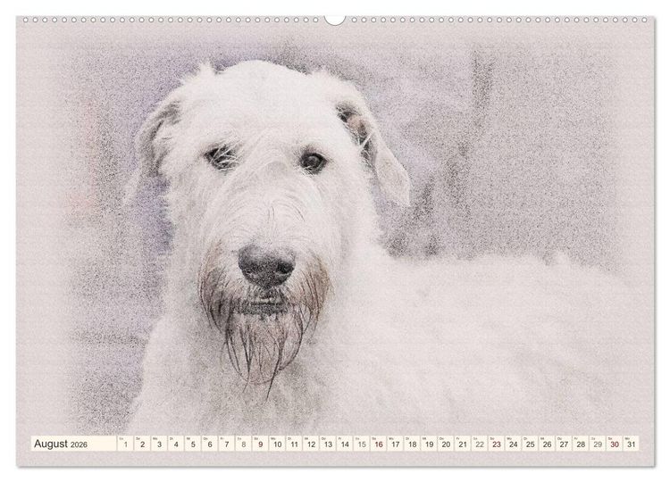Produktbild: Windhunde 2026 (hochwertiger Premium Wandkalender 2026 DIN A2 quer), Kunstdruck in Hochglanz