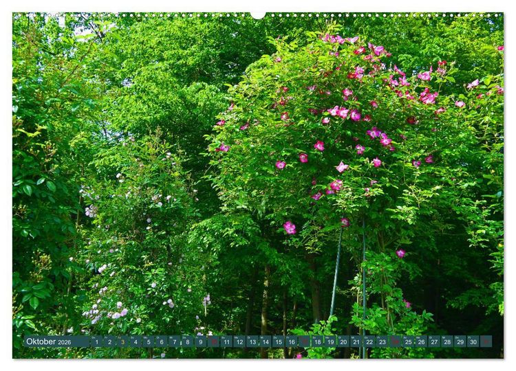 Produktbild: Rosengarten auf dem Beutig (Wandkalender 2026 DIN A2 quer), CALVENDO Monatskalender