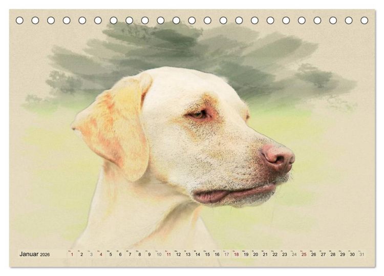 Produktbild: Labrador Retriever 2026 (Tischkalender 2026 DIN A5 quer), CALVENDO Monatskalender