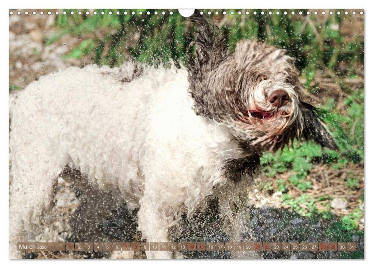 Produktbild: Lagotto Romagnolo Splash Edition (Wall Calendar 2026 DIN A3 landscape), CALVENDO 12 Month Wall Calendar