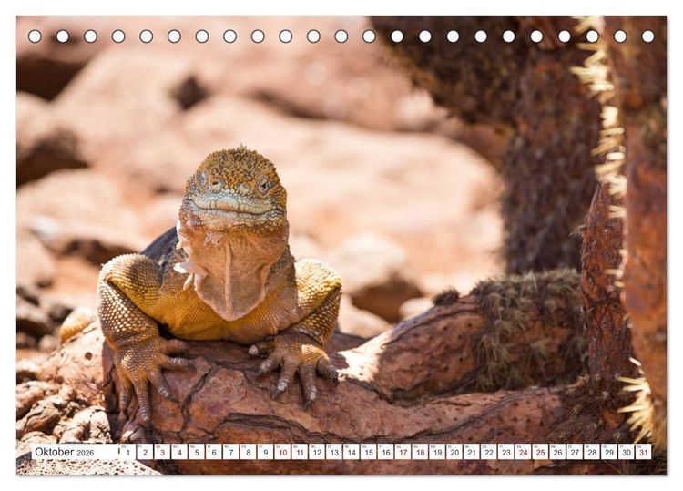 Produktbild: Galapagos-Inseln - Ein Paradies f&uuml;r Tiere (Tischkalender 2026 DIN A5 quer), CALVENDO Monatskalender