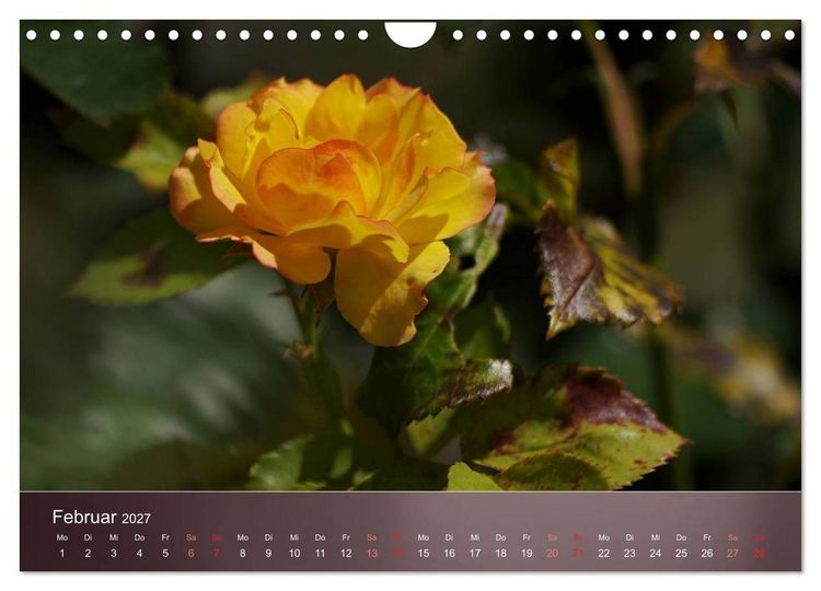Produktbild: Zarte Sch&ouml;nheiten - Rosen (Wandkalender 2027 DIN A4 quer), CALVENDO Monatskalender