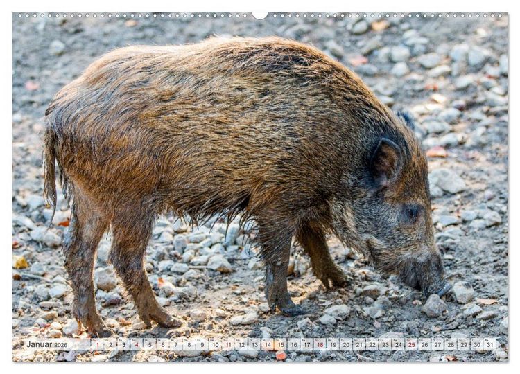Produktbild: Wildschweine - Im Schatten des Waldes (hochwertiger Premium Wandkalender 2026 DIN A2 quer), Kunstdruck in Hochglanz