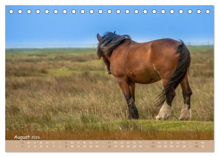 Produktbild: Mit Pferden durch&acute;s Jahr (Tischkalender 2026 DIN A5 quer), CALVENDO Monatskalender