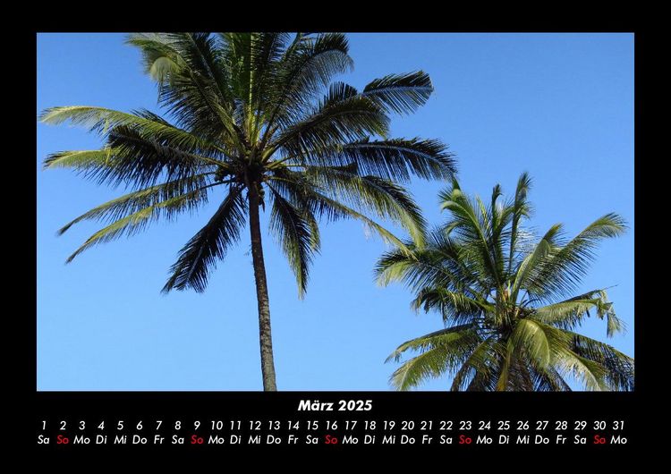 Produktbild: Palmentraum 2025 Fotokalender DIN A3