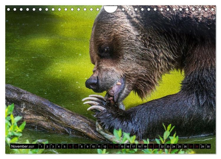 Produktbild: Grizzlys und Geisterb&auml;ren - Glendale Cove, Kanada (Wandkalender 2027 DIN A4 quer), CALVENDO Monatskalender