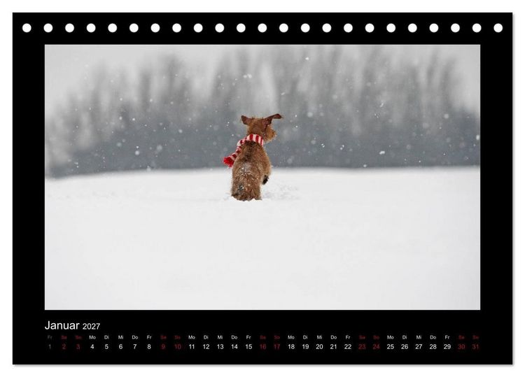 Produktbild: Elli Pirelli... aus dem Leben eines fr&ouml;hlichen Pinscher-Dackel-M&auml;dels (Tischkalender 2027 DIN A5 quer), CALVENDO Monatskalender