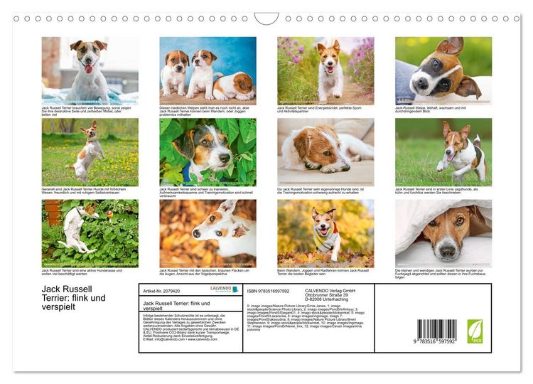 Produktbild: Jack Russell Terrier: flink und verspielt (Wandkalender 2026 DIN A3 quer), CALVENDO Monatskalender