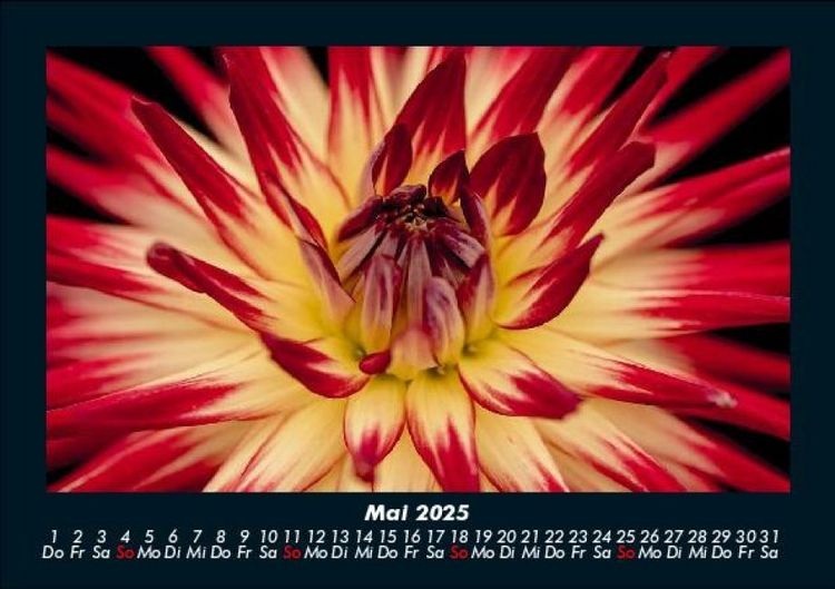 Produktbild: Blumentr&auml;ume 2025 Fotokalender DIN A5
