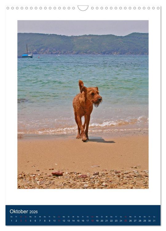 Produktbild: Kelly - Ein Irish Terrier macht Urlaub (Wandkalender 2026 DIN A3 hoch), CALVENDO Monatskalender