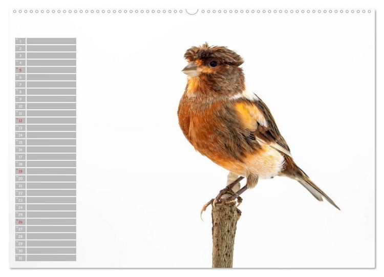 Produktbild: Kanarienv&ouml;gel - Bunte Welt (hochwertiger Premium Wandkalender 2026 DIN A2 quer), Kunstdruck in Hochglanz