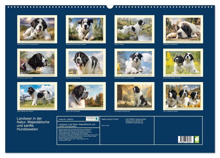 Produktbild: Landseer in der Natur. Majest&auml;tische und sanfte Hundeseelen (Wandkalender 2026 DIN A2 quer), CALVENDO Monatskalender