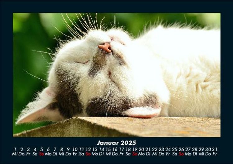 Produktbild: F&uuml;r Katzenfreunde 2025 Fotokalender DIN A5