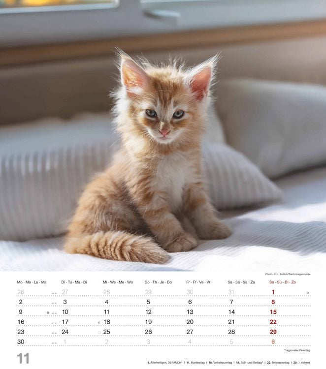 Produktbild: Niedliche Katzenkinder 2026 - Wand-Kalender - Tier-Kalender - 30x34
