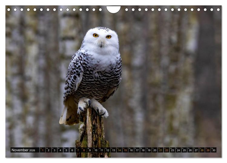 Produktbild: Eulen - Fl&uuml;gel der Nacht (Wandkalender 2026 DIN A4 quer), CALVENDO Monatskalender