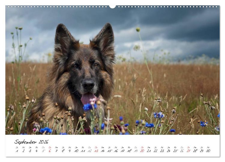Produktbild: Zauberhafte Langhaar Sch&auml;ferhunde (hochwertiger Premium Wandkalender 2026 DIN A2 quer), Kunstdruck in Hochglanz