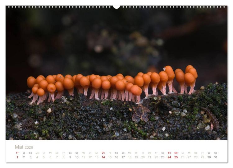Produktbild: FASZINATION PILZE 2026 (Wandkalender 2026 DIN A2 quer), CALVENDO Monatskalender