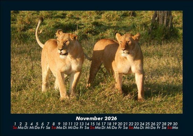 Produktbild: Tiere in der Wildnis 2026 Fotokalender DIN A5
