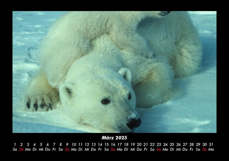 Produktbild: Welt der Tiere 2025 Fotokalender DIN A3
