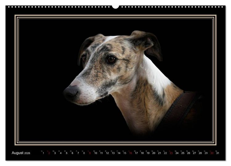 Produktbild: Galgo Espa&ntilde;ol 2026- Der spanische Windhund (Wandkalender 2026 DIN A2 quer), CALVENDO Monatskalender