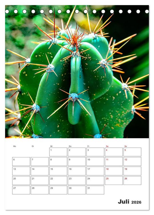 Produktbild: Dornige Sch&ouml;nheiten - Kakteen und Sukkulenten (Tischkalender 2026 DIN A5 hoch), CALVENDO Monatskalender