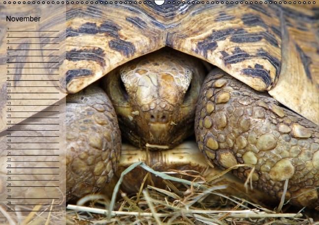 Produktbild: Schildkr&ouml;ten Geburtstagskalender (Wandkalender immerw&auml;hrend DIN A2 quer)
