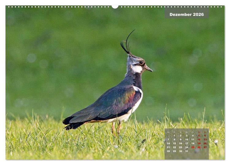 Produktbild: Naturparadies Nordstrand und Beltringharder Koog (hochwertiger Premium Wandkalender 2026 DIN A2 quer), Kunstdruck in Hochglanz