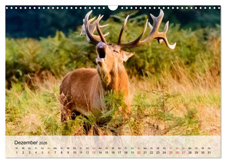 Produktbild: Rotwild. Edle Hirsche, stolze K&uuml;he (Wandkalender 2026 DIN A3 quer), CALVENDO Monatskalender
