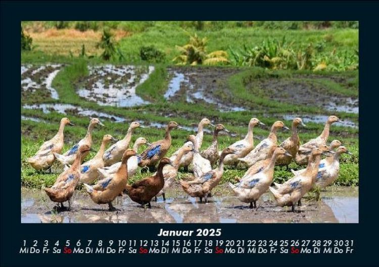 Produktbild: Enten 2025 Fotokalender DIN A5