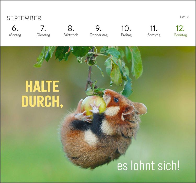 Produktbild: Postkartenkalender 2027: Kleine Gl&uuml;cksbringer f&uuml;r dein Jahr