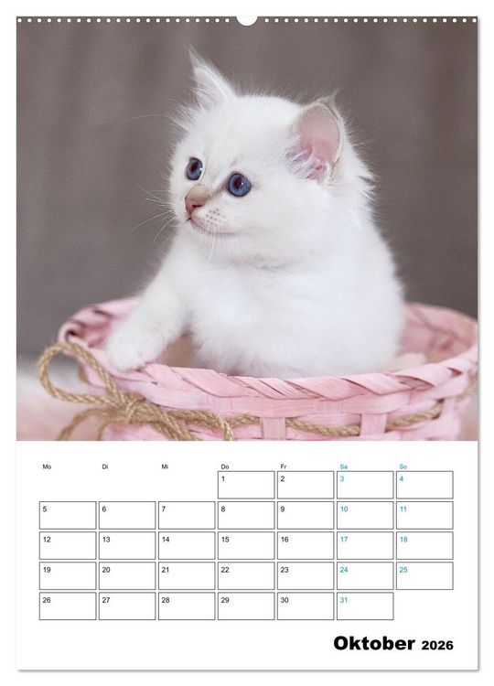 Produktbild: Heilige Birma Kitten - s&uuml;&szlig;e kleine Flauschb&auml;llchen (hochwertiger Premium Wandkalender 2026 DIN A2 hoch), Kunstdruck in Hochglanz