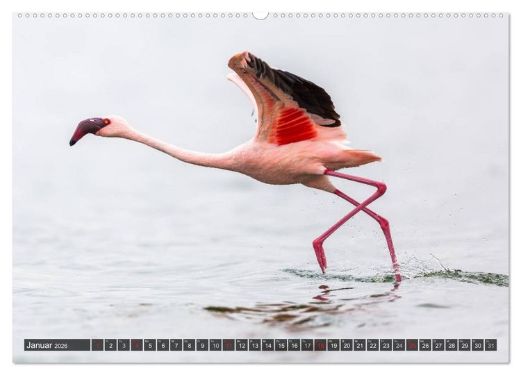 Produktbild: Kenia 2026 (hochwertiger Premium Wandkalender 2026 DIN A2 quer), Kunstdruck in Hochglanz