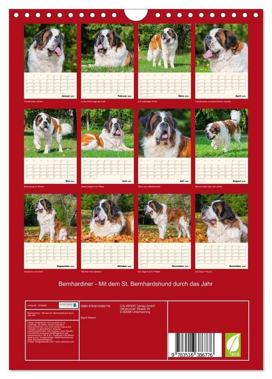Produktbild: Bernhardiner - Mit dem St. Bernhardshund durch das Jahr (Wandkalender 2026 DIN A4 hoch), CALVENDO Monatskalender