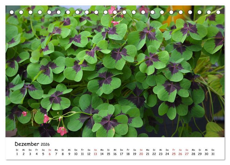 Produktbild: Mein Garten Eine Leidenschaft (Tischkalender 2026 DIN A5 quer), CALVENDO Monatskalender