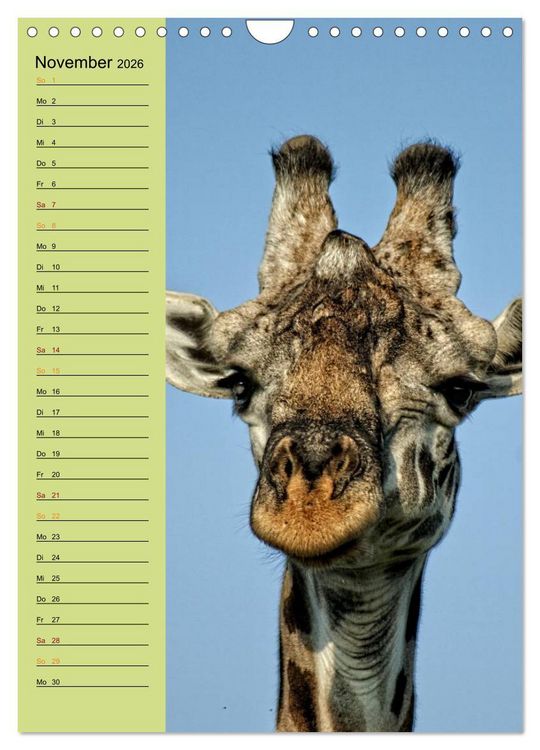 Produktbild: Giraffen. Voller Stolz und Grazie (Wandkalender 2026 DIN A4 hoch), CALVENDO Monatskalender