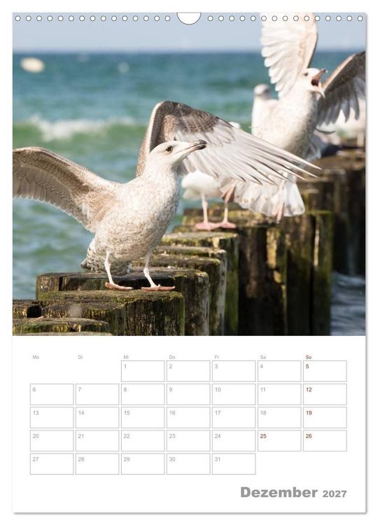 Produktbild: M&ouml;wen - die V&ouml;gel der K&uuml;ste (Wandkalender 2027 DIN A3 hoch), CALVENDO Monatskalender