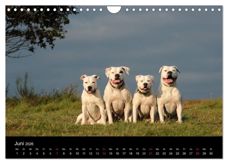 Produktbild: American Bulldog - stolz, loyal, einzigartig (Wandkalender 2026 DIN A4 quer), CALVENDO Monatskalender