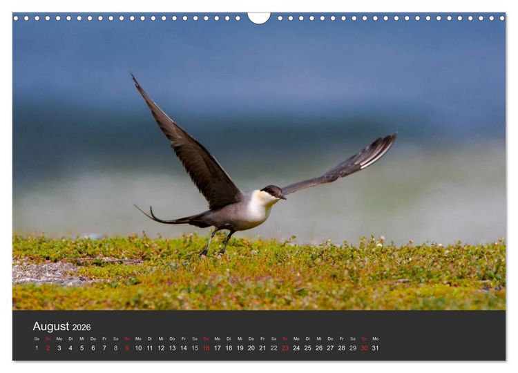 Produktbild: V&ouml;gel im Norden Europas (Wandkalender 2026 DIN A3 quer), CALVENDO Monatskalender