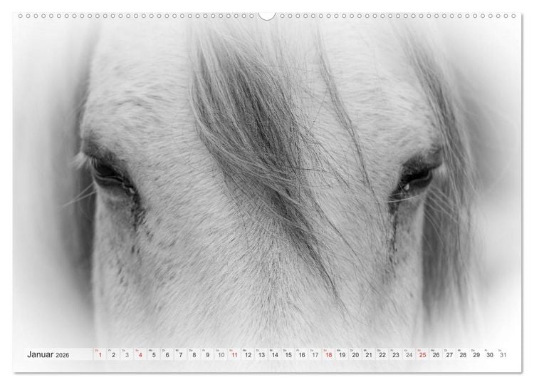 Produktbild: Emotionale Momente: Wei&szlig;e Pferde in schwarzwei&szlig;. (hochwertiger Premium Wandkalender 2026 DIN A2 quer), Kunstdruck in Hochglanz