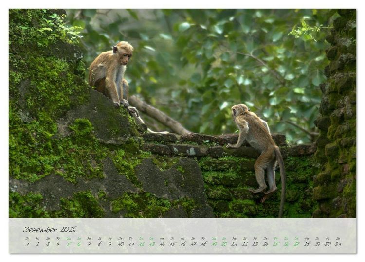 Produktbild: Verliebt in Sri Lanka (Tischkalender 2026 DIN A5 quer), CALVENDO Monatskalender