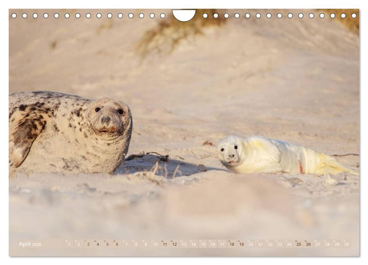 Produktbild: Helgoland - Das Leben auf der D&uuml;ne Helgolands (Wandkalender 2026 DIN A4 quer), CALVENDO Monatskalender