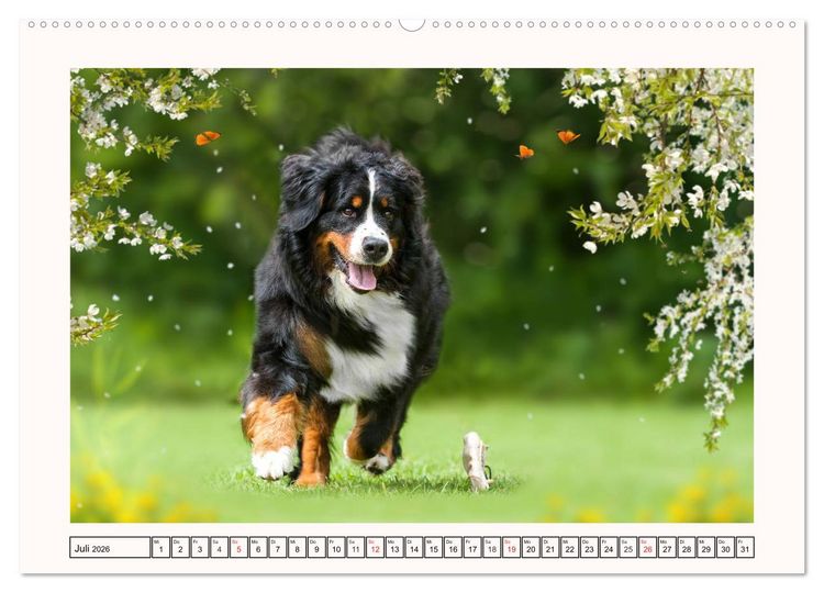 Produktbild: Berner Sennenhunde - Tr&auml;umereien (hochwertiger Premium Wandkalender 2026 DIN A2 quer), Kunstdruck in Hochglanz