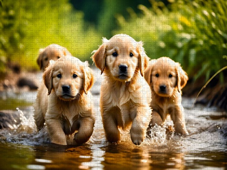 Produktbild: CALVENDO Puzzle Golden Retriever Welpen | 1000 Teile Lege-Gr&ouml;&szlig;e 64x48cm Foto-Puzzle f&uuml;r gl&uuml;ckliche Stunden