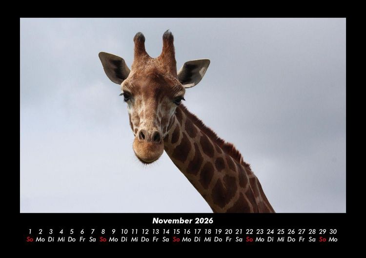 Produktbild: Giraffen 2026 Fotokalender DIN A3