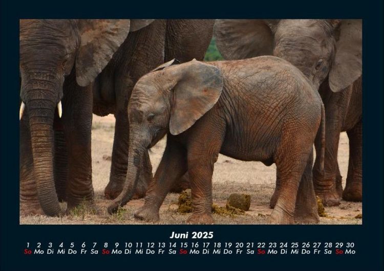Produktbild: Elefanten Kalender 2025 Fotokalender DIN A4