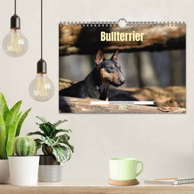 Produktbild: Bullterrier, liebenswerte Sturk&ouml;pfe (Wandkalender 2027 DIN A4 quer), CALVENDO Monatskalender