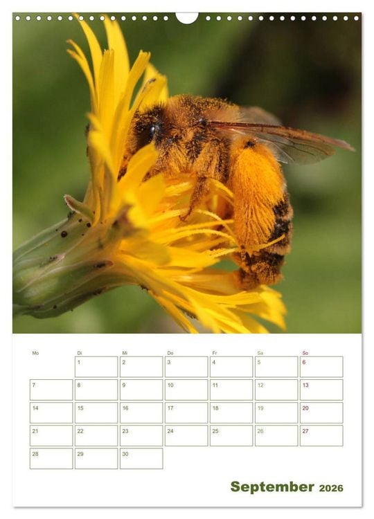 Produktbild: Wildbienen-Terminplaner 2026 (Wandkalender 2026 DIN A3 hoch), CALVENDO Monatskalender