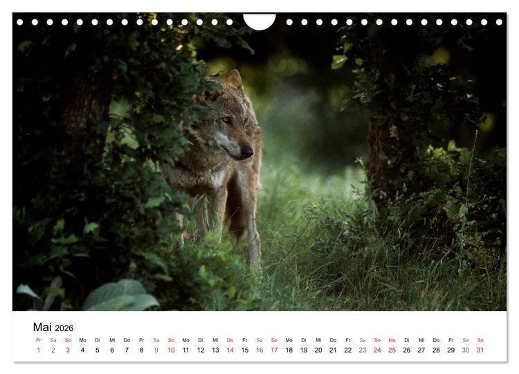 Produktbild: Heimische Tierwelt (Wandkalender 2026 DIN A4 quer), CALVENDO Monatskalender