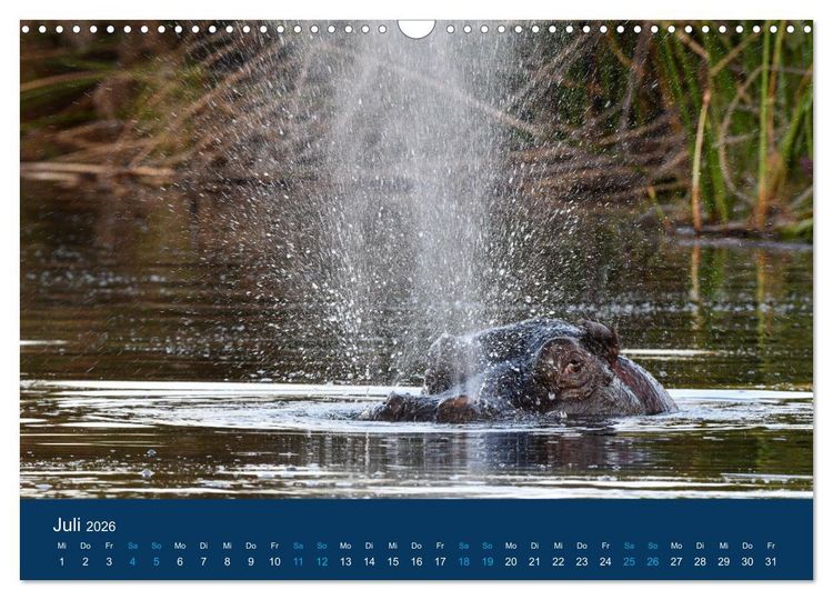 Produktbild: Nilpferde, Kolosse in Afrika (Wandkalender 2026 DIN A3 quer), CALVENDO Monatskalender